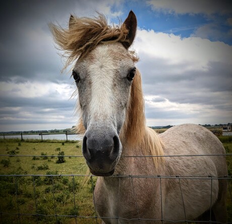  Windwhipped