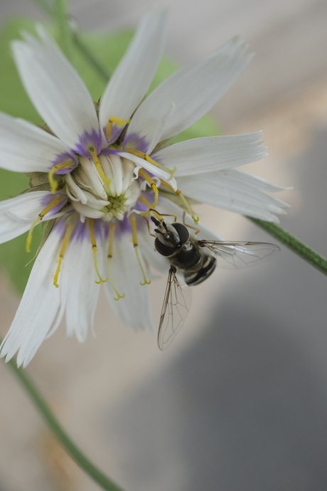 Zweefvlieg op korenbloem