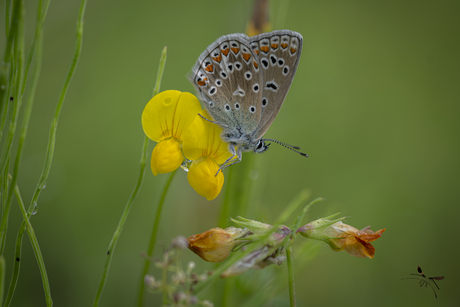 Blauwtje