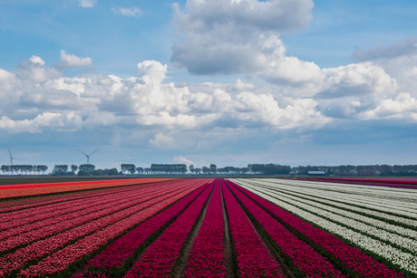 de eindeloze tulpenvelden van Flakkee