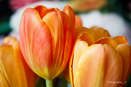 Tulp