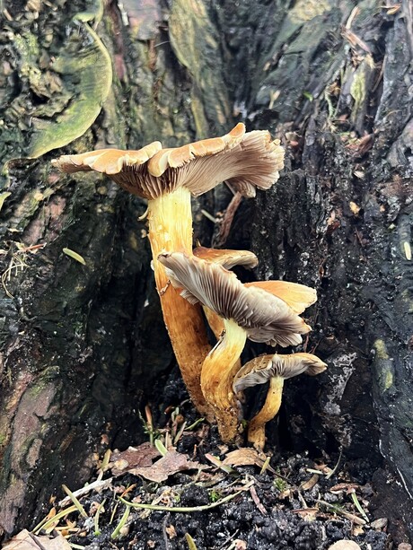 Ik laat mijn rokje zien