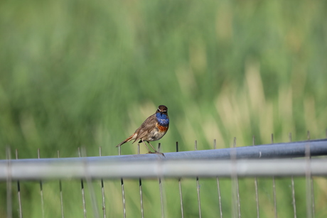 Vogel fotografie