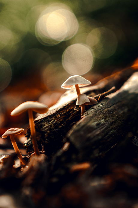 Paddenstoelen met herfstkleuren