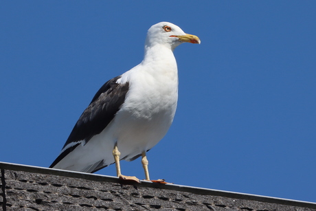 Zeemeeuw in de Stad