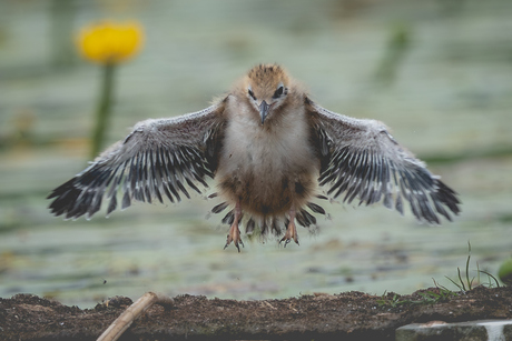 jump!