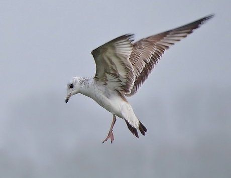 Meeuw bezig met de landing