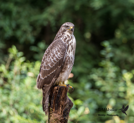 De buizerd.