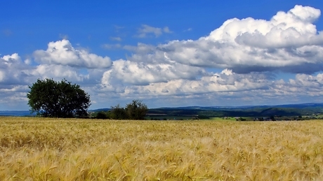 Golden Fields Of Barley