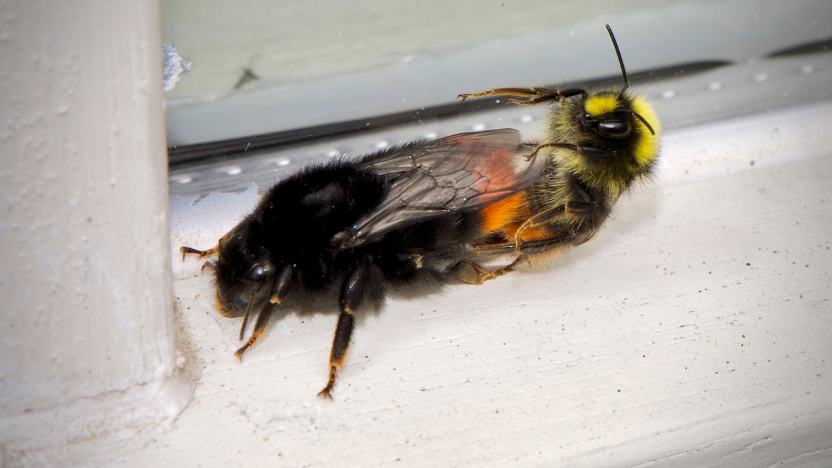 bijen sex   foto van karel groeneweg Dieren Zoom nl 