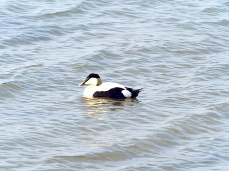 Eider