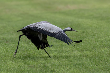 Kraanvogel tijdens het opstijgen