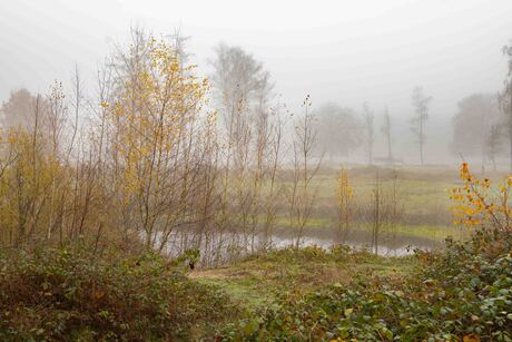 Surea in de mist_II