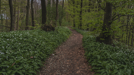 Wild garlic