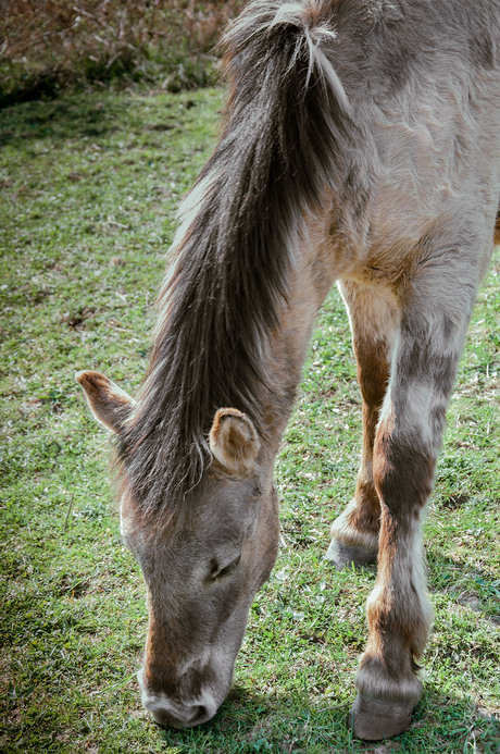 Konik paard