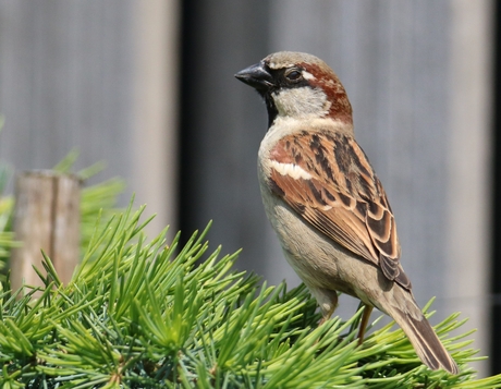 Vogels in de tuin