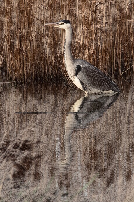 Reiger