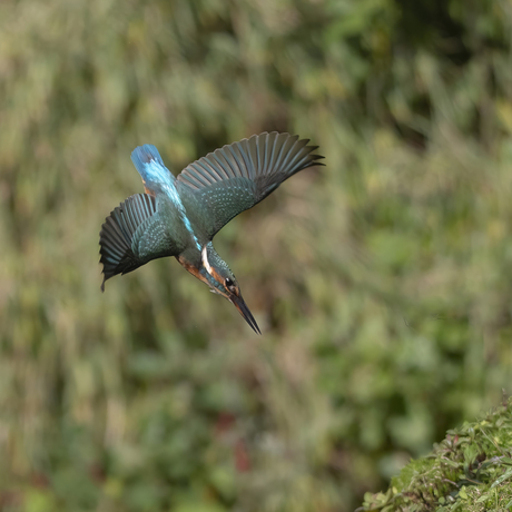 Duikende ijsvogel.