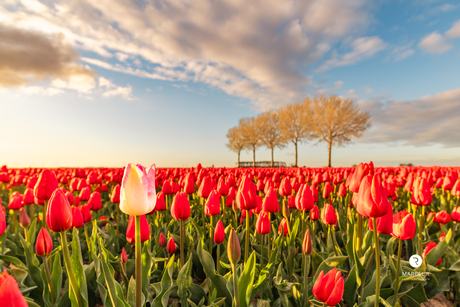 Niet opgaan maar blijven staan 