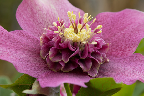 Helleborus