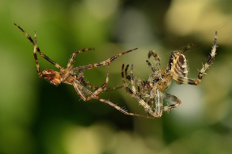 Tweestrijd in de herfst