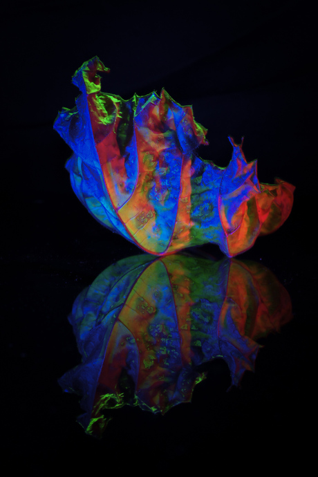 All the leaves are brown 1