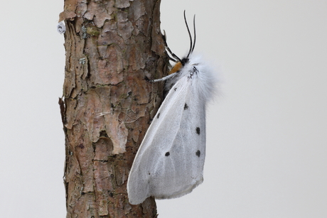 witte tijger