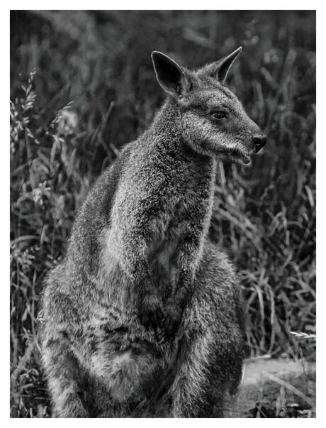 Wallaby
