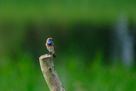 Nog een blauwborst 