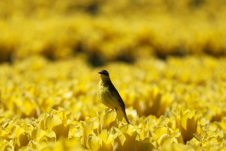 Gele Kwikstaart in geel tulpenveld