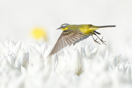 Gele kwikstaart in een tulpenveld