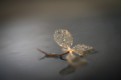 Finding beauty in the raindrops.