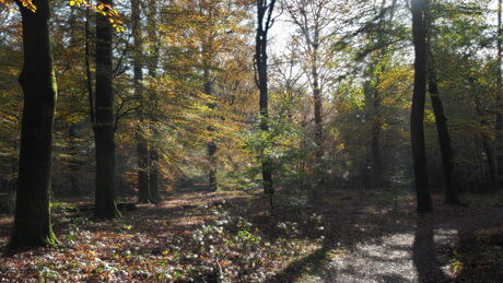 Lichtspel in de natuur