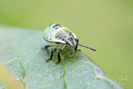 De groene schildwants