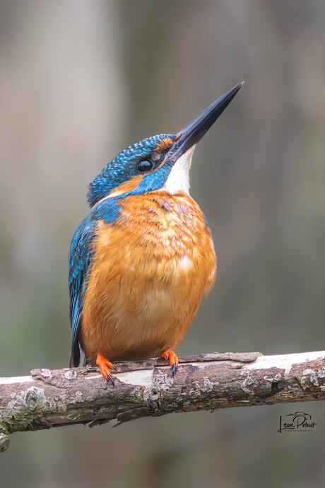 IJsvogel op zijn hoede ........