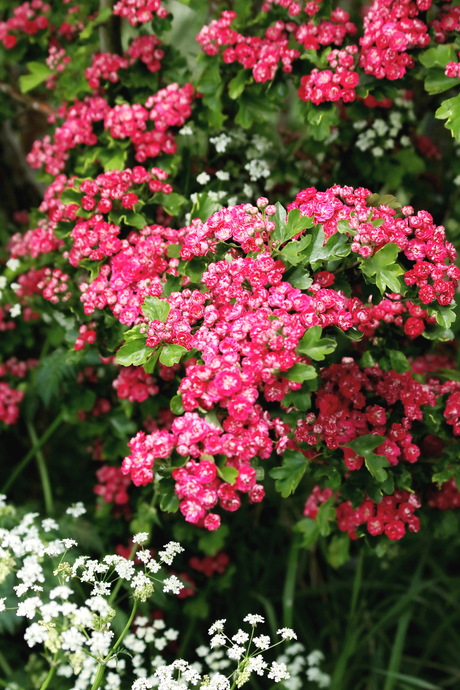 Wandeling in Jyllinge