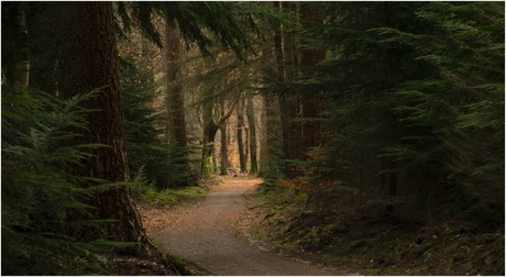 Speulderbos sfeer