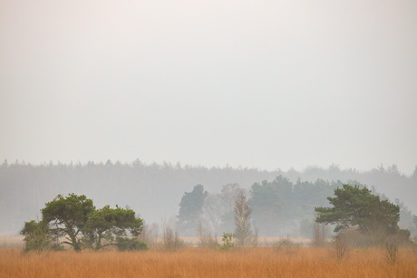 Heiig landschap