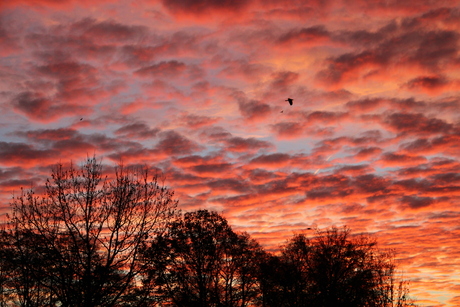 Onbewerkt ochtend rood