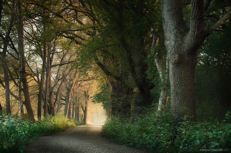 Spring in the Netherlands - Nederlandse lente - foto door keesvandongen op 03-05-2023 - deze foto bevat: lente, nederland, bos, pad, fujifilm, x-t5, 18-300mm f/3.5-6.3 diiii-a vc vxd b061x, iso 400, diafragma ƒ/16, sluitertijd 3/20s, brandpuntafstand 108.6mm, plant, groente, natuurlijk landschap, tak, hout, weg oppervlak, boom, kofferbak, gras, terrestrische plant