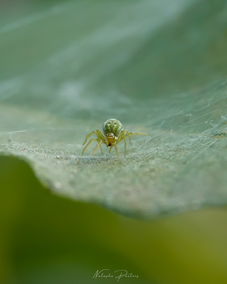|| Groen Kaardertje ||