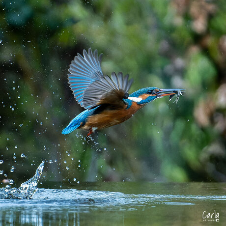 visvangst ijsvogel