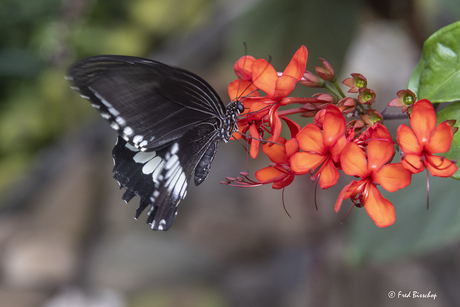 tropische vlinder (Papilio Polytes)