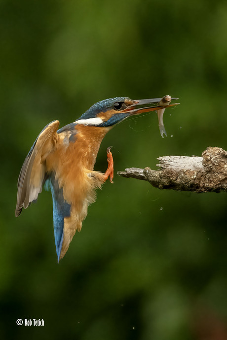 IJsvogel met net gevangen visje.