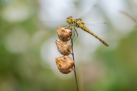Libelle