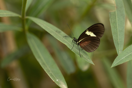 Heliconius Doris