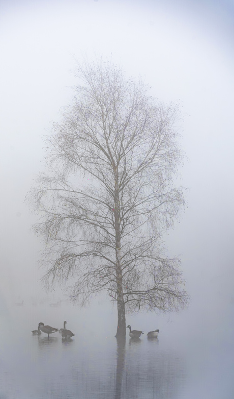 Mist op de Strijbeekse hei