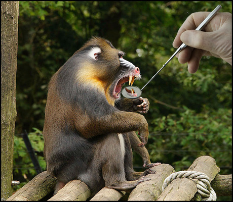 halfjaarlijkse controle.............................