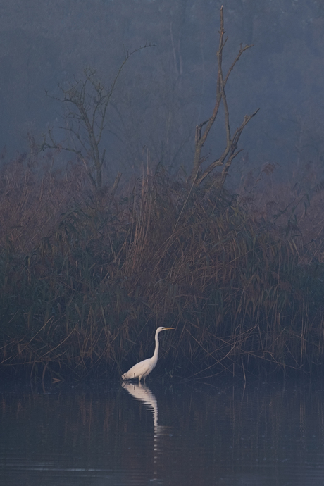 Witte reiger in de Biesbosch