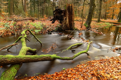 Hoog water in de Hierdense Beek 1